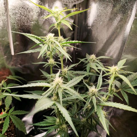 Orion #1 growlog timeline photo