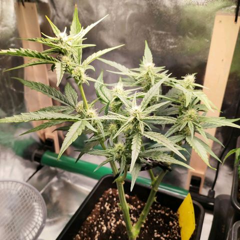 Orion #1 growlog timeline photo