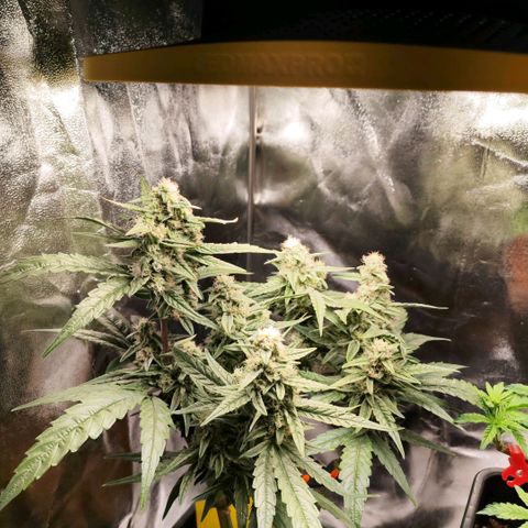 Orion #1 growlog timeline photo