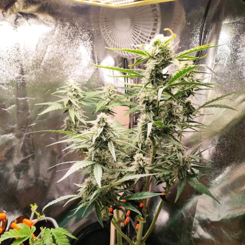 Orion #1 growlog timeline photo