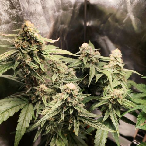 Orion #1 growlog timeline photo