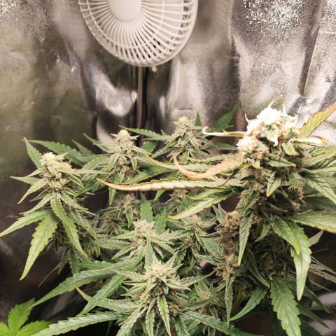 Orion #1 growlog timeline photo