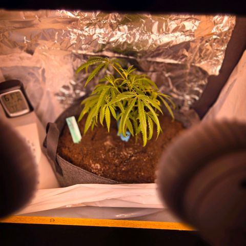 Blue Tint x Onion Bhaji #13 growlog photo: Repot, increased humidity to 75% for 30min