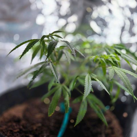 Blue Tint x Onion Bhaji #13 growlog timeline photo