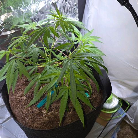 Blue Tint x Onion Bhaji #13 growlog photo: Trimmed lower branches these are before and after. 