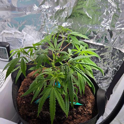 Blue Tint x Onion Bhaji #13 growlog photo: Trimmed lower branches these are before and after. 