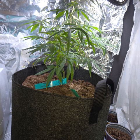 Blue Tint x Onion Bhaji #13 growlog photo: Trimmed lower branches these are before and after. 