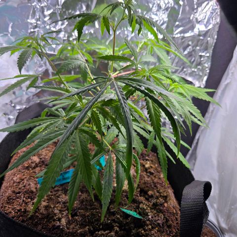 Blue Tint x Onion Bhaji #13 growlog photo: Trimmed lower branches these are before and after. 