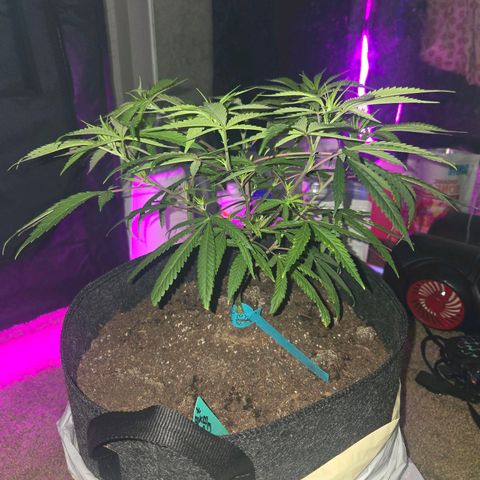 Blue Tint x Onion Bhaji #13 growlog photo: Plant leaves are looking way better at the start of week 4. Today she hust got cal-mag, Alaskan fertilizer 5-1-1, bone meal topping, and water. 