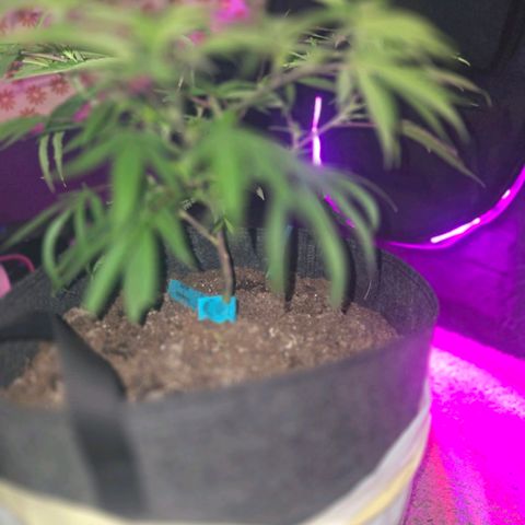 Blue Tint x Onion Bhaji #13 growlog photo: Plant leaves are looking way better at the start of week 4. Today she hust got cal-mag, Alaskan fertilizer 5-1-1, bone meal topping, and water. 