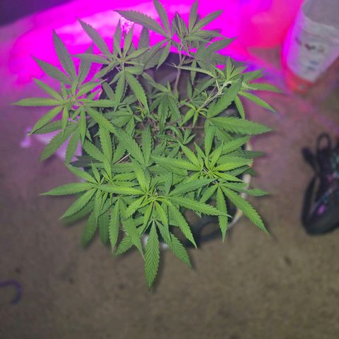 Blue Tint x Onion Bhaji #13 growlog photo: Plant leaves are looking way better at the start of week 4. Today she hust got cal-mag, Alaskan fertilizer 5-1-1, bone meal topping, and water. 