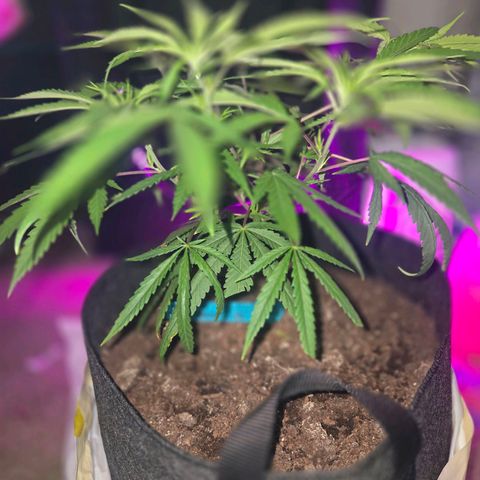 Blue Tint x Onion Bhaji #13 growlog photo: Plant leaves are looking way better at the start of week 4. Today she hust got cal-mag, Alaskan fertilizer 5-1-1, bone meal topping, and water. 