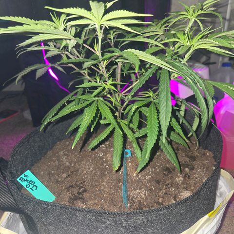 Blue Tint x Onion Bhaji #13 growlog photo: Plant leaves are looking way better at the start of week 4. Today she hust got cal-mag, Alaskan fertilizer 5-1-1, bone meal topping, and water. 