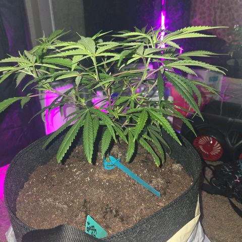 Blue Tint x Onion Bhaji #13 growlog photo: Plant leaves are looking way better at the start of week 4. Today she hust got cal-mag, Alaskan fertilizer 5-1-1, bone meal topping, and water. 