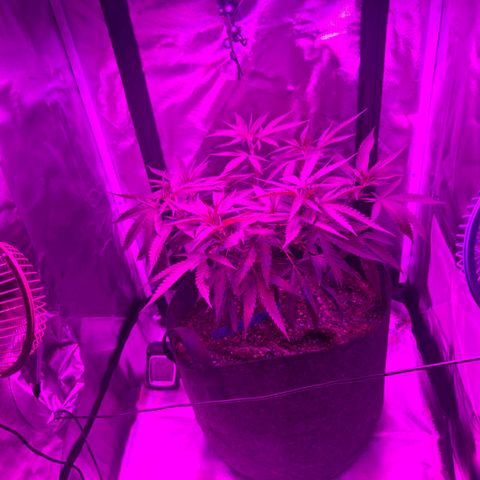 Blue Tint x Onion Bhaji #13 growlog photo: Before and after LST.