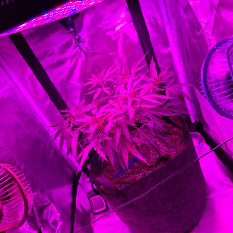 Blue Tint x Onion Bhaji #13 growlog photo: Before and after LST.