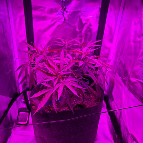 Blue Tint x Onion Bhaji #13 growlog photo: Before and after LST.