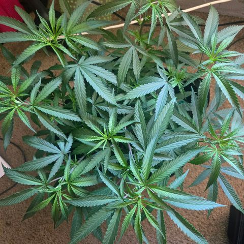 Blue Tint x Onion Bhaji #13 growlog timeline photo