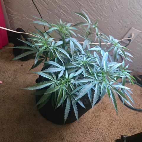 Blue Tint x Onion Bhaji #13 growlog timeline photo