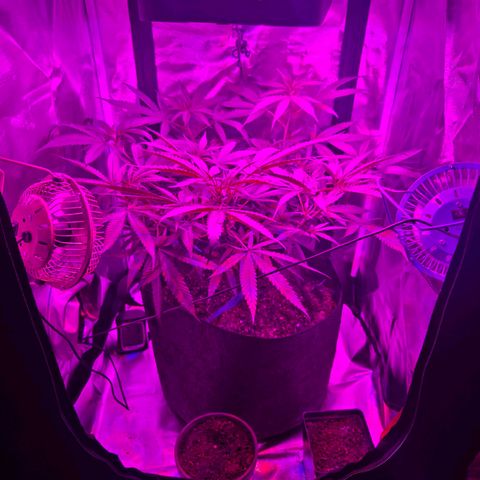 Blue Tint x Onion Bhaji #13 growlog photo: Plant is starting to stretch and grow more. Humidity level has been high but plant has been thriving in those conditions. I noticed as the plant grows its taking in more oxygen, since the tent is smaller during light hours i will leave lower vent open and unzip top of vent to get fresh air during light hours. 