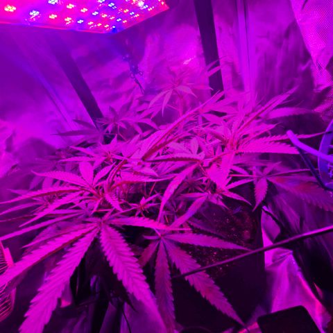 Blue Tint x Onion Bhaji #13 growlog photo: Plant is starting to stretch and grow more. Humidity level has been high but plant has been thriving in those conditions. I noticed as the plant grows its taking in more oxygen, since the tent is smaller during light hours i will leave lower vent open and unzip top of vent to get fresh air during light hours. 