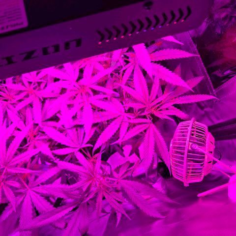 Blue Tint x Onion Bhaji #13 growlog photo: Plant is starting to stretch and grow more. Humidity level has been high but plant has been thriving in those conditions. I noticed as the plant grows its taking in more oxygen, since the tent is smaller during light hours i will leave lower vent open and unzip top of vent to get fresh air during light hours. 