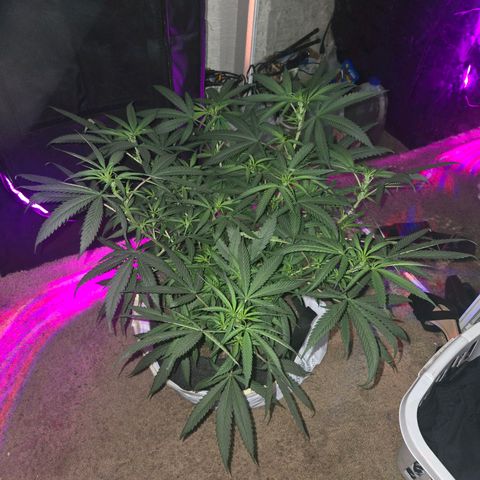 Blue Tint x Onion Bhaji #13 growlog timeline photo