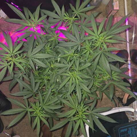 Blue Tint x Onion Bhaji #13 growlog timeline photo