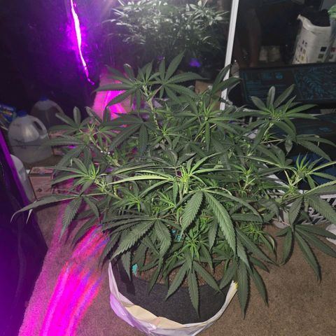 Blue Tint x Onion Bhaji #13 growlog timeline photo