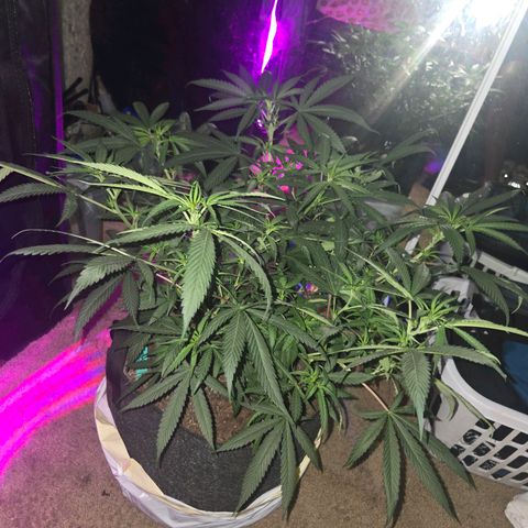 Blue Tint x Onion Bhaji #13 growlog timeline photo