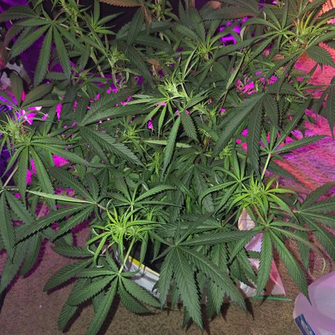 Blue Tint x Onion Bhaji #13 growlog photo: Bud production is now in full effect in the next week should definitely start plumbers of the buds. Just gave nutrients. Plant starting to intake more water every other day it seems like. 