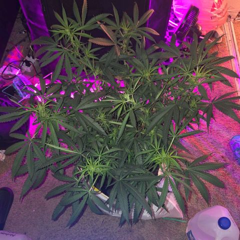 Blue Tint x Onion Bhaji #13 growlog photo: Bud production is now in full effect in the next week should definitely start plumbers of the buds. Just gave nutrients. Plant starting to intake more water every other day it seems like. 