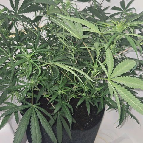 Blue Tint x Onion Bhaji #13 growlog photo: Plant is done stretching and is focusing on producing buds. 