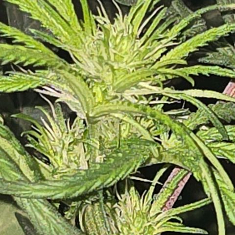 Blue Tint x Onion Bhaji #13 growlog photo: Plant is done stretching and is focusing on producing buds. 