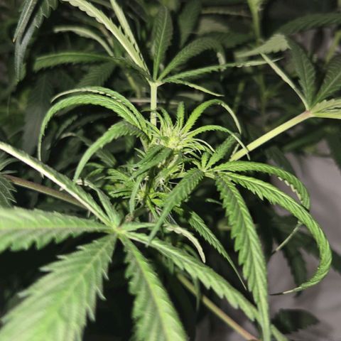 Blue Tint x Onion Bhaji #13 growlog photo: Plant is done stretching and is focusing on producing buds. 