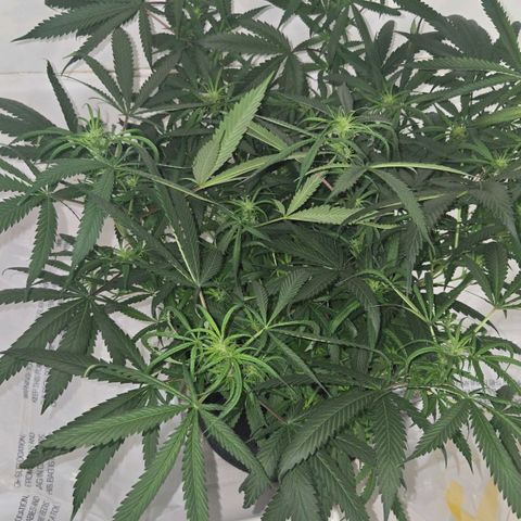 Blue Tint x Onion Bhaji #13 growlog photo: Plant is done stretching and is focusing on producing buds. 