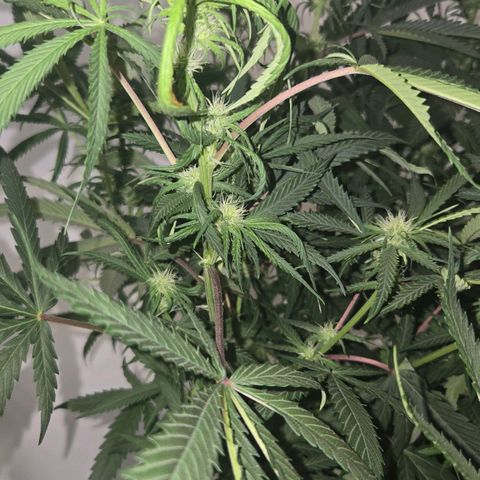 Blue Tint x Onion Bhaji #13 growlog timeline photo