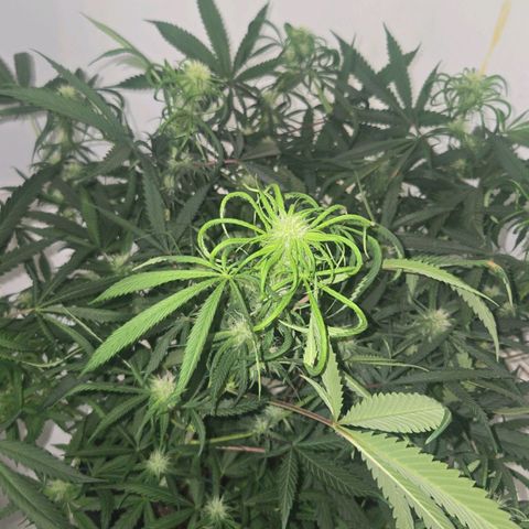 Blue Tint x Onion Bhaji #13 growlog photo: Before and after defoiliation. 