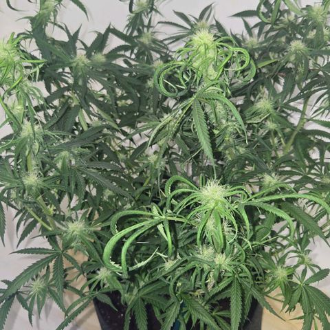 Blue Tint x Onion Bhaji #13 growlog photo: Before and after defoiliation. 