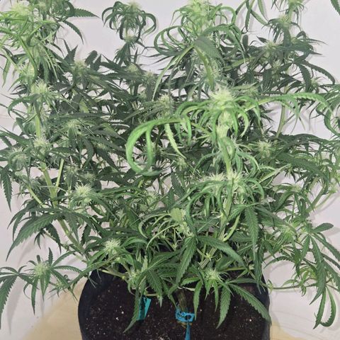 Blue Tint x Onion Bhaji #13 growlog photo: Before and after defoiliation. 
