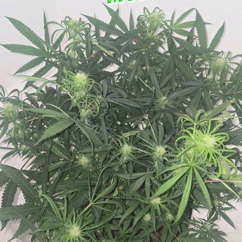 Blue Tint x Onion Bhaji #13 growlog photo: Before and after defoiliation. 