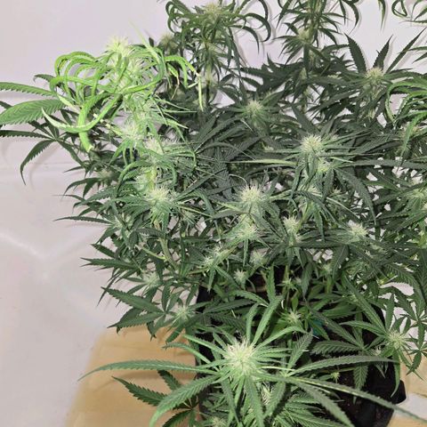 Blue Tint x Onion Bhaji #13 growlog photo: Strong dose of cal mag & tiger bloom with a splash of Alaskan fertilizer. Will hold off on tiger bloom for at least a week or 2. Only water and cal mag whenever needed. 