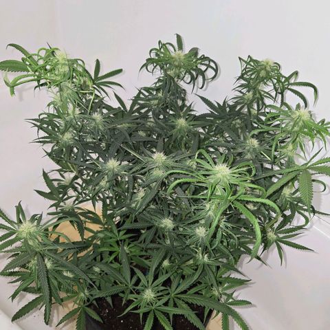 Blue Tint x Onion Bhaji #13 growlog photo: Strong dose of cal mag & tiger bloom with a splash of Alaskan fertilizer. Will hold off on tiger bloom for at least a week or 2. Only water and cal mag whenever needed. 