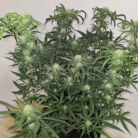 Blue Tint x Onion Bhaji #13 growlog photo: Strong dose of cal mag & tiger bloom with a splash of Alaskan fertilizer. Will hold off on tiger bloom for at least a week or 2. Only water and cal mag whenever needed. 