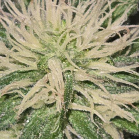 Blue Tint x Onion Bhaji #13 growlog photo: Strong dose of cal mag & tiger bloom with a splash of Alaskan fertilizer. Will hold off on tiger bloom for at least a week or 2. Only water and cal mag whenever needed. 