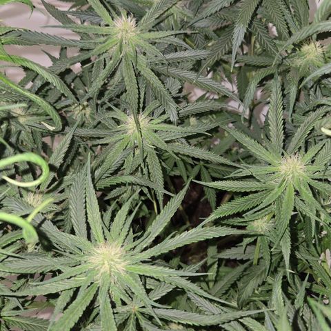 Blue Tint x Onion Bhaji #13 growlog photo: Strong dose of cal mag & tiger bloom with a splash of Alaskan fertilizer. Will hold off on tiger bloom for at least a week or 2. Only water and cal mag whenever needed. 