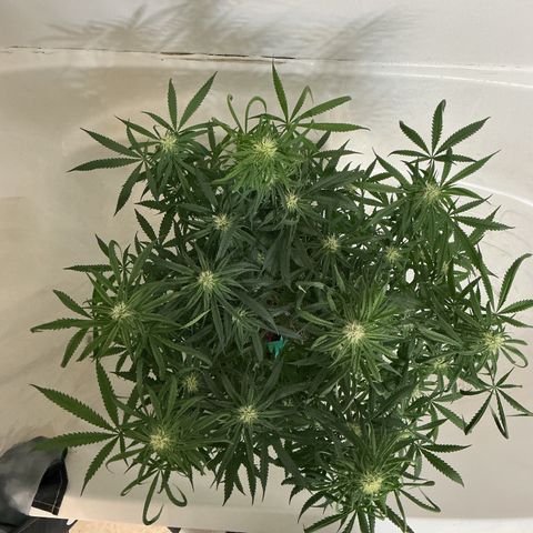 Blue Tint x Onion Bhaji #13 growlog timeline photo