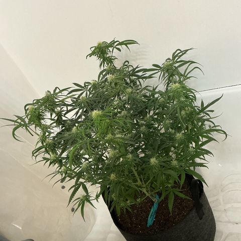 Blue Tint x Onion Bhaji #13 growlog timeline photo