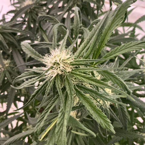 Blue Tint x Onion Bhaji #13 growlog timeline photo