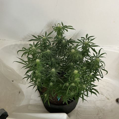 Blue Tint x Onion Bhaji #13 growlog timeline photo